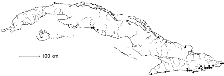 Zanthoxylum pistaciifolium