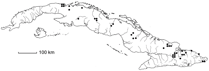 Zanthoxylum pseudodumosum