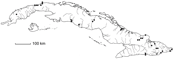 Zanthoxylum taediosum