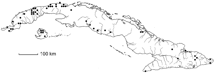 Allophylus cominia