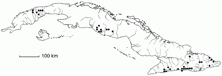 Alsophila cubensis