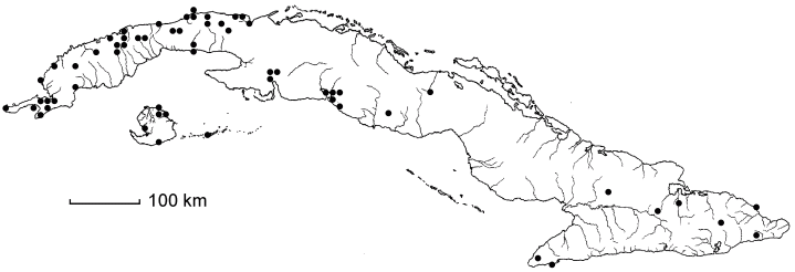 Amyris balsamifera