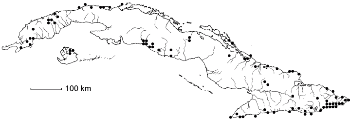 Amyris elemifera