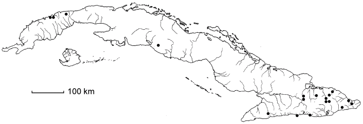 Amyris lineata