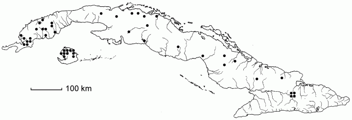Anthaenantia lanata