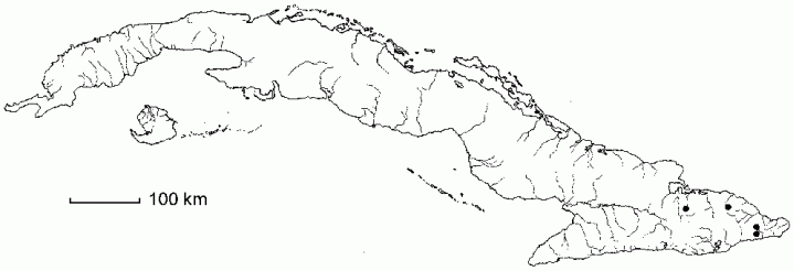 Ardisia baracoensis
