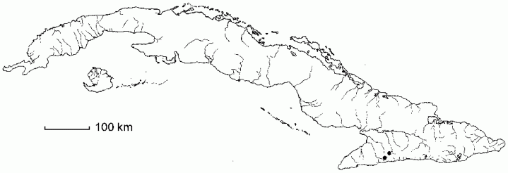 Ardisia maestrensis