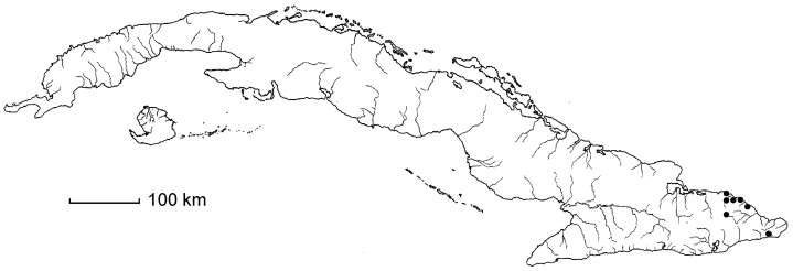 Aristida pradana