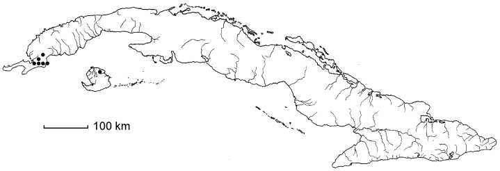 Aristida sandinensis