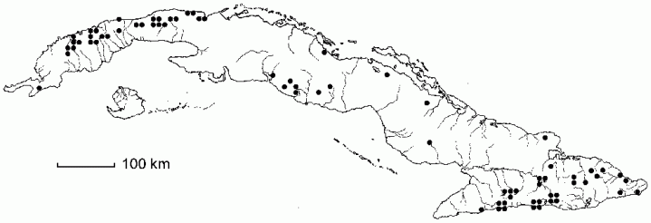 Asplenium dentatum