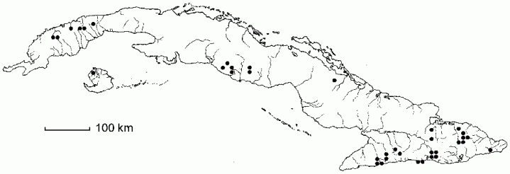 Asplenium monodon