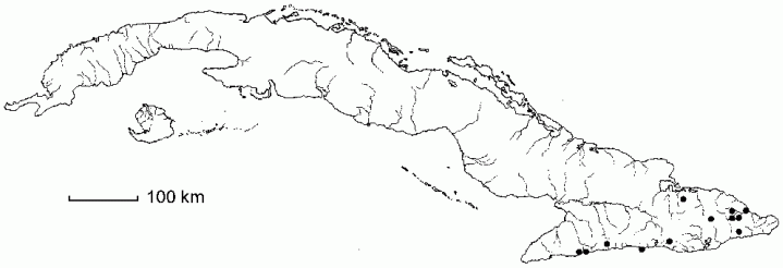 Asplenium pteropus