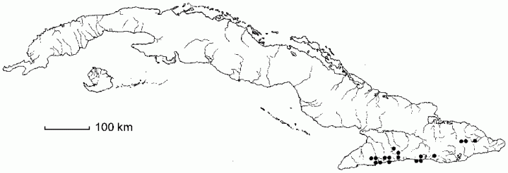 Asplenium serra