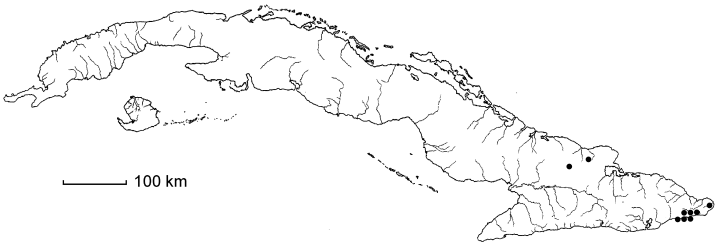 Ayenia velutina