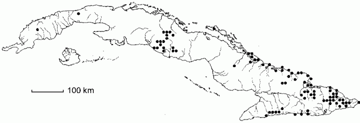 Badiera oblongata