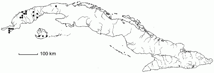 Badiera propinqua