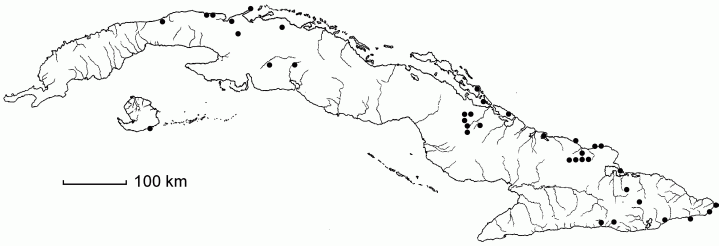 Banara minutiflora