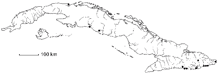 Bastardia bivalvis