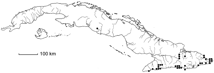 Bellonia spinosa