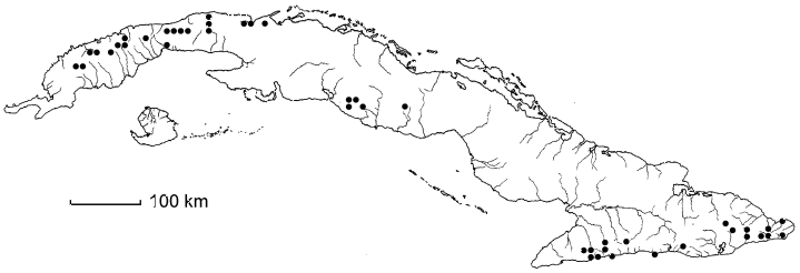 Bocconia frutescens
