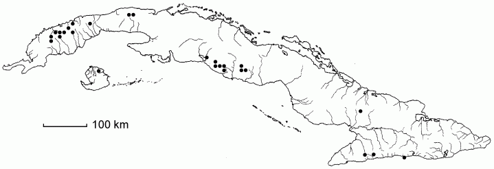 Bomarea edulis