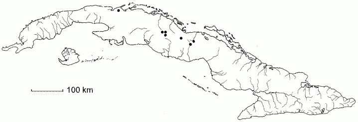 Bonellia verrucosa