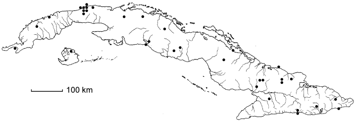 Bouteloua repens