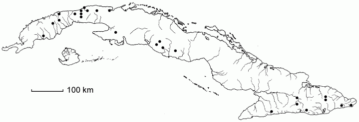 Brassica juncea