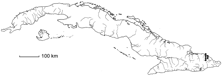 Calliandra enervis