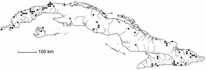 Casearia aculeata