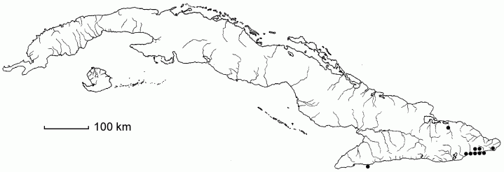 Casearia emarginata