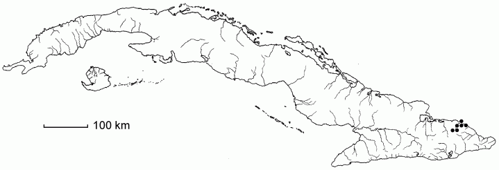Casearia moaensis