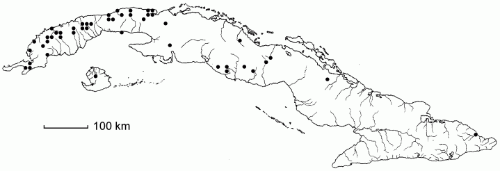Casearia mollis