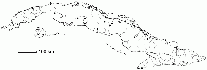Casearia nitida
