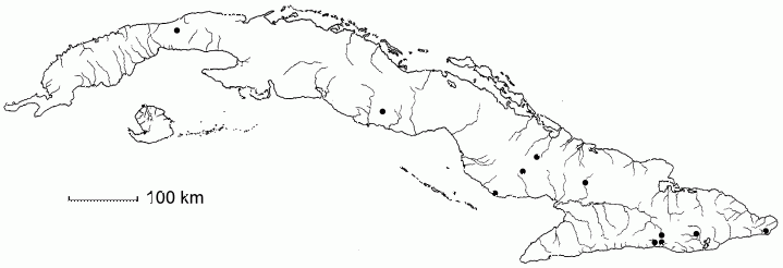 Cassia grandis