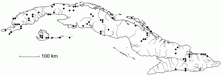 Cassytha filiformis