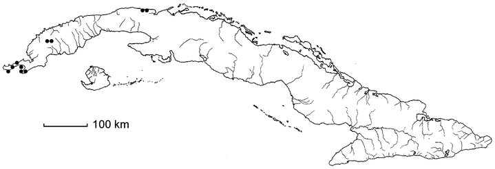 Castela calcicola