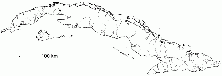 Cenchrus incertus