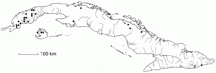 Chamaecrista pilosa