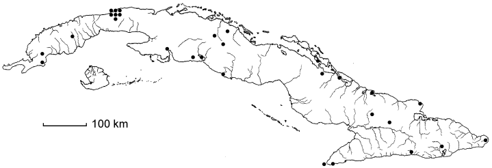 Chloris ciliata