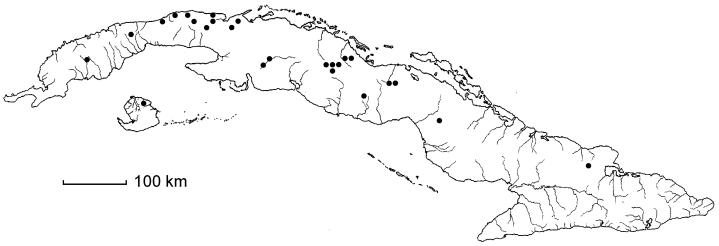 Chloris cruciata