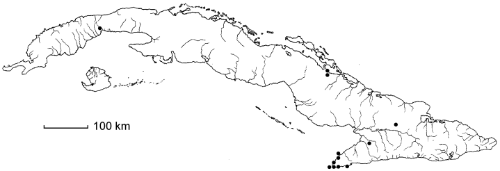 Chloris elata