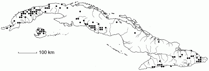 Cinnamomum montanum