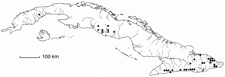 Cnemidaria horrida