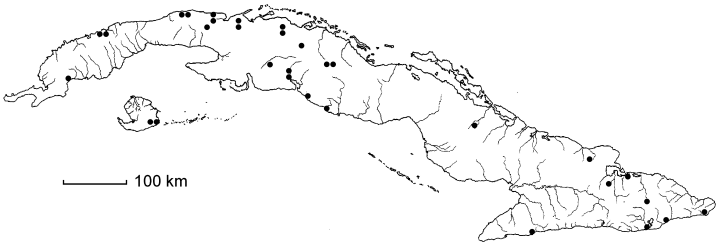 Coccoloba armata