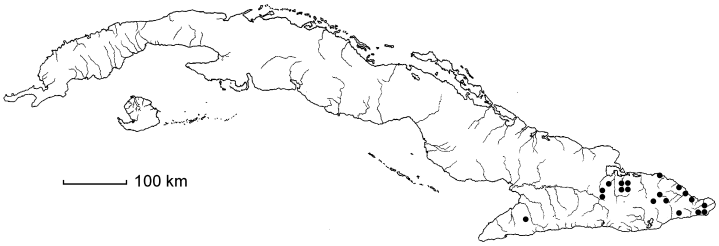 Coccoloba caesia
