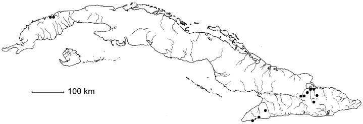 Coccoloba coriacea