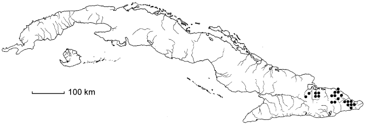 Coccoloba costata