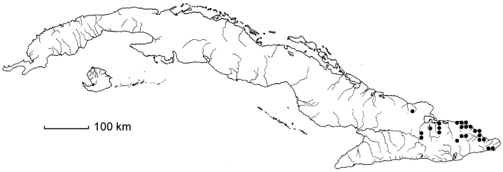 Coccoloba nipensis