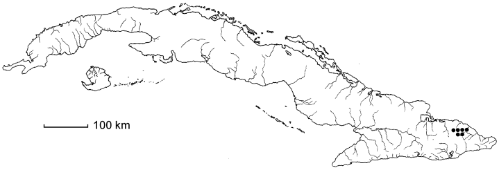 Coccoloba oligantha